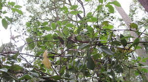 Cissus hypoglauca climbing over shrubs