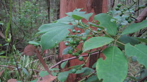 Cissus hypoglauca fruit and leaves