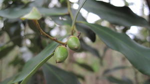 Diospyros australis fruit