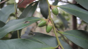 Diospyros australis fruit and shiny leaves