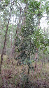 Diospyros australis tree shape