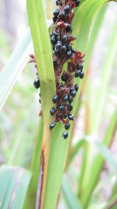 Gahnia melanocarpa black fruit