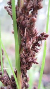 Gahnia melanocarpa after fruit has fallen