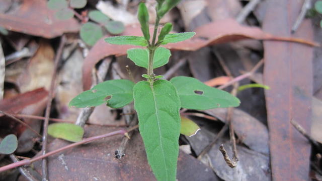 Pseuderanthemum variabile leaves