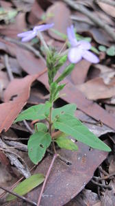 Pseuderanthemum variabile shape of plant