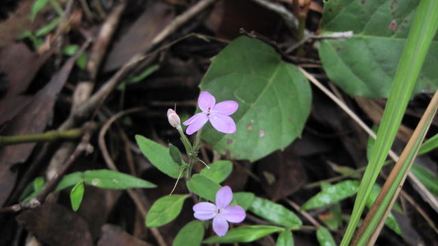 Pseuderanthemum variabile shape of plant