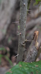 Solanum stelligerum spines on stem