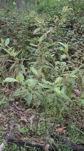 Solanum stelligerum plant shape