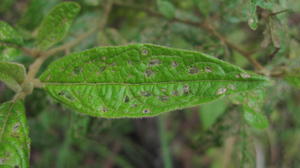Solanum stelligerum leaf without spines