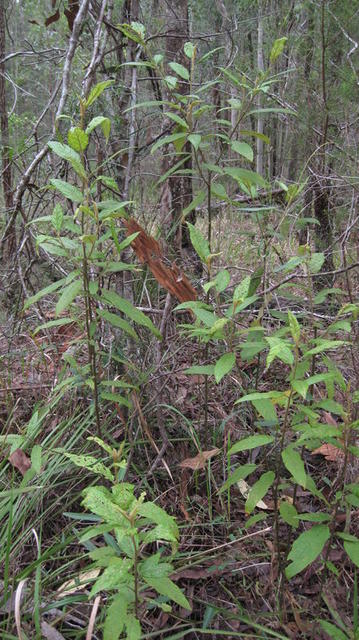 Solanum stelligerum plants