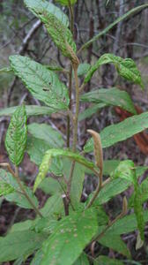 Solanum stelligerum spines on stem and leaves