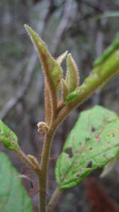 Solanum stelligerum rusty new growth