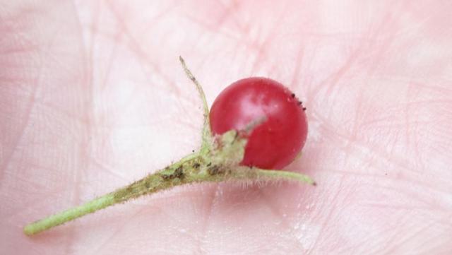 Solanum stelligerum ripe fruit