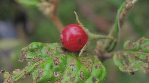 Solanum stelligerum fruit