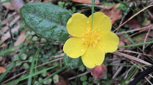 Hibbertia dentata - Twining Guinea Flower