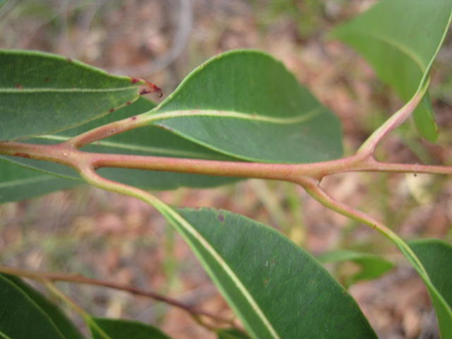 Corymbia gummifera stem