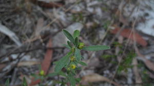 Hibbertia obtusifolia buds and spoon shaped leaves