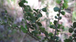 Citriobatus pauciflorus buds