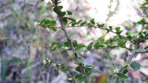 Citriobatus pauciflorus buds, thorns and branches