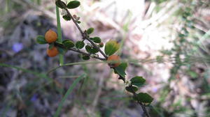 Citriobatus pauciflorus fruit