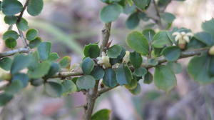 Citriobatus pauciflorus leaves and flowers