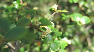 Citriobatus pauciflorus flowers