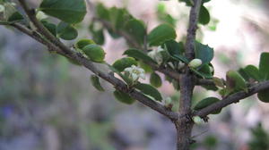 Citriobatus pauciflorus flower