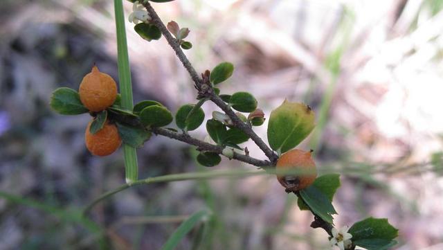 Citriobatus pauciflorus fruit