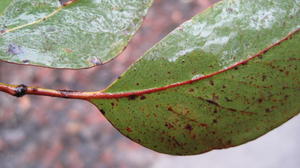 Eucalyptus piperita leaf underside