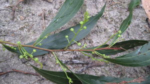 Acacia binervata buds