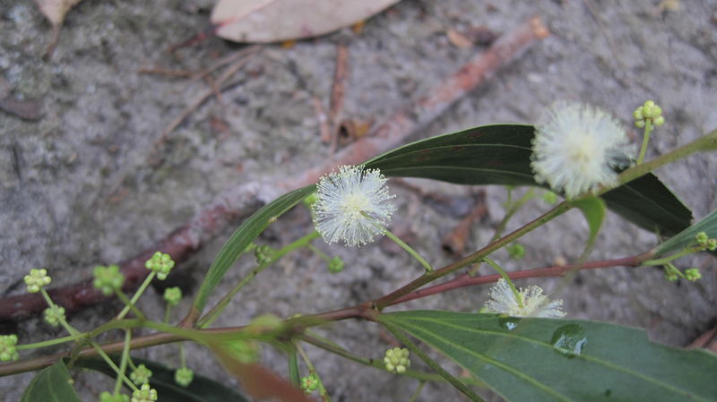 Acacia binervata flowers