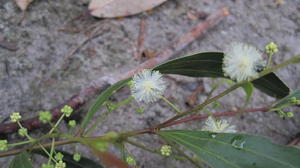 Acacia binervata flowers