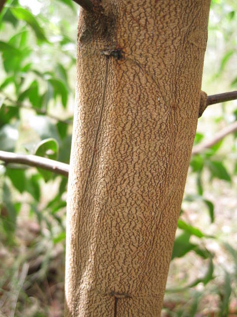 Acacia binervata bark