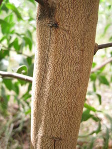 Acacia binervata bark