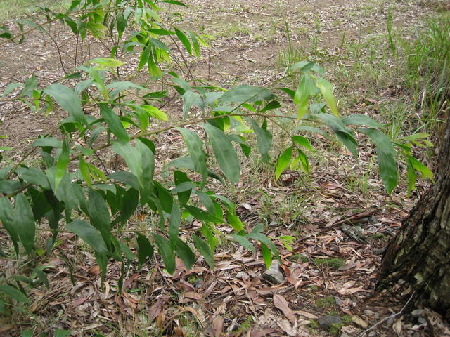 Acacia binervata branch