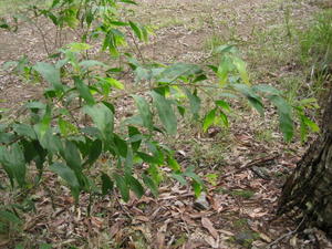 Acacia binervata branch