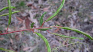 Acacia myrtifolia green pods