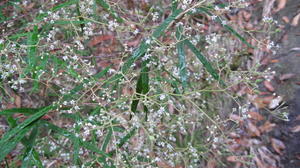 Astrotricha longifolia flowers