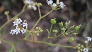 Astrotricha longifolia flowers and fruit