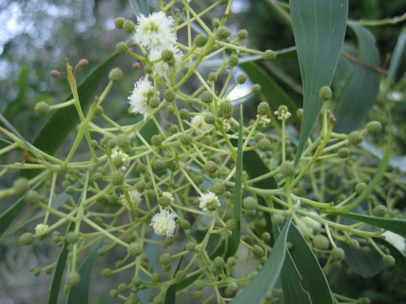 Acacia implexa buds