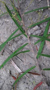 Astrotricha longifolia leaves