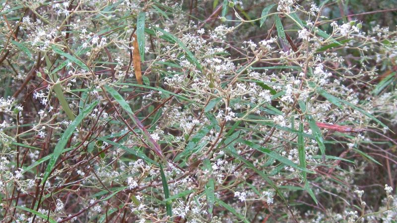 Astrotricha longifolia flowers