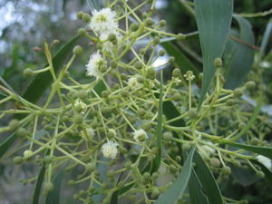 Acacia implexa buds