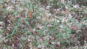 Astrotricha longifolia flowers