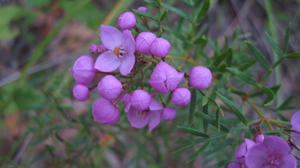 Boronia pinnata flowers