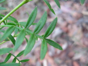 Boronia pinnata leaf