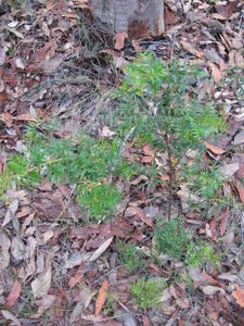 Boronia pinnata plant shape