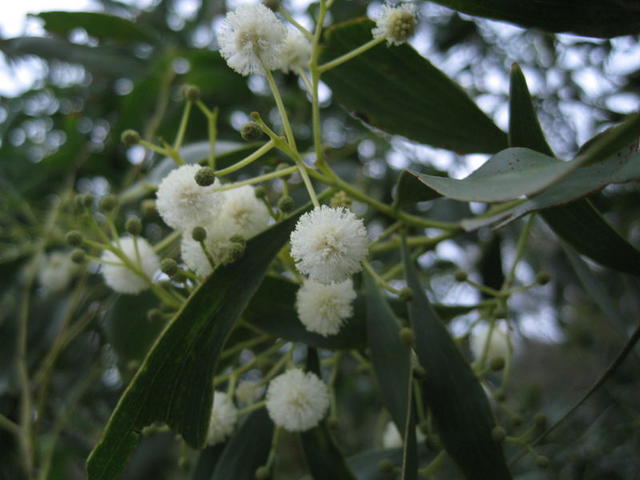 Acacia implexa flowers
