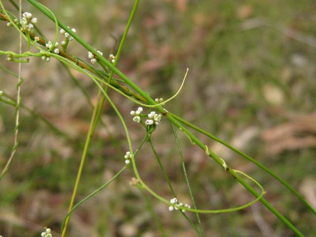 Cassytha glabella flower