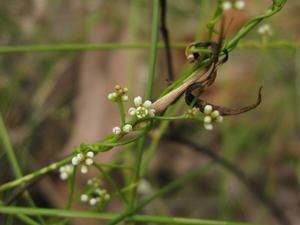 Cassytha glabella flower